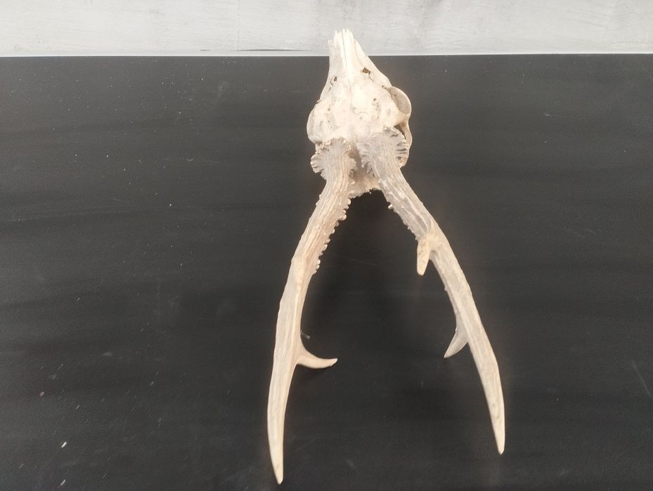 Трофей от сръндак