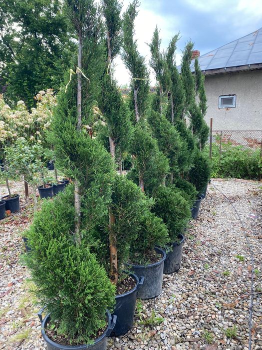 Conifere la ghiveci plantare în orice perioada a anului