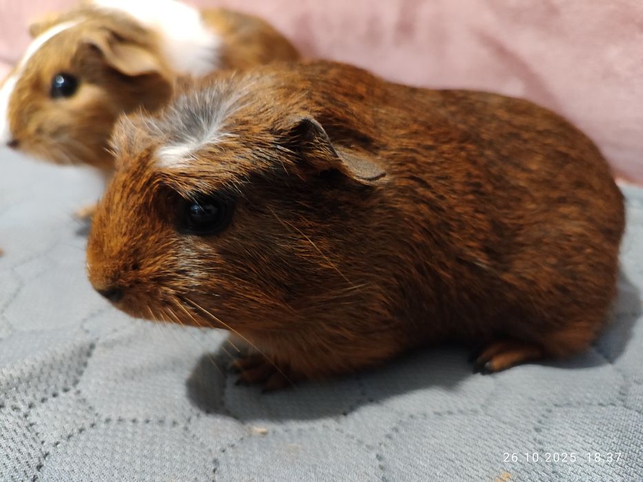 Морско свинче ,мъжко на шест месеца