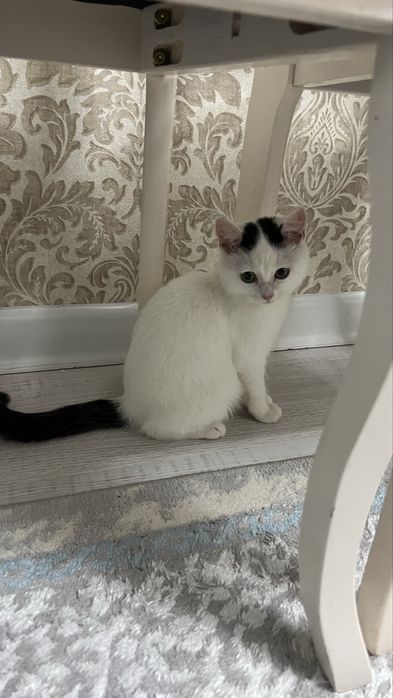 Срочно отдам котёнка в хорошие руки