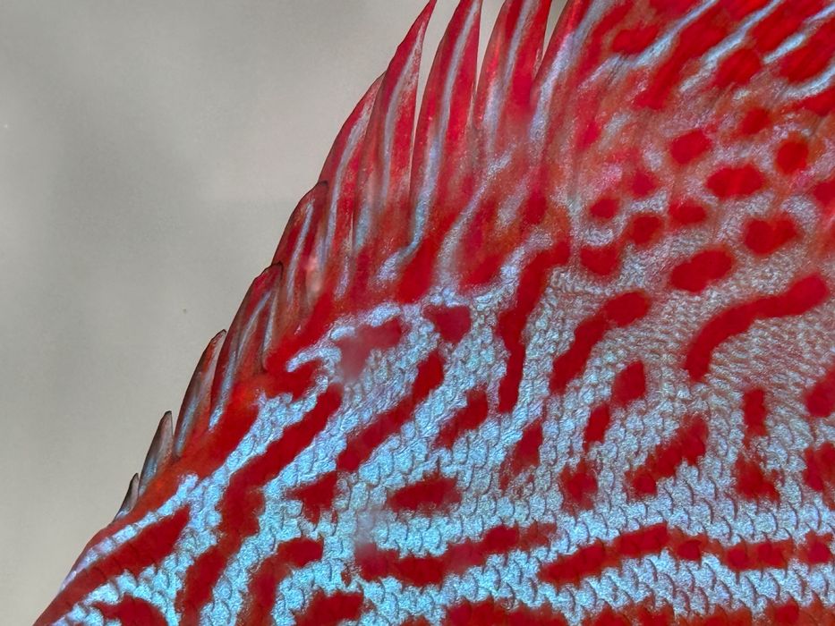 Vand discusi maturi pereche