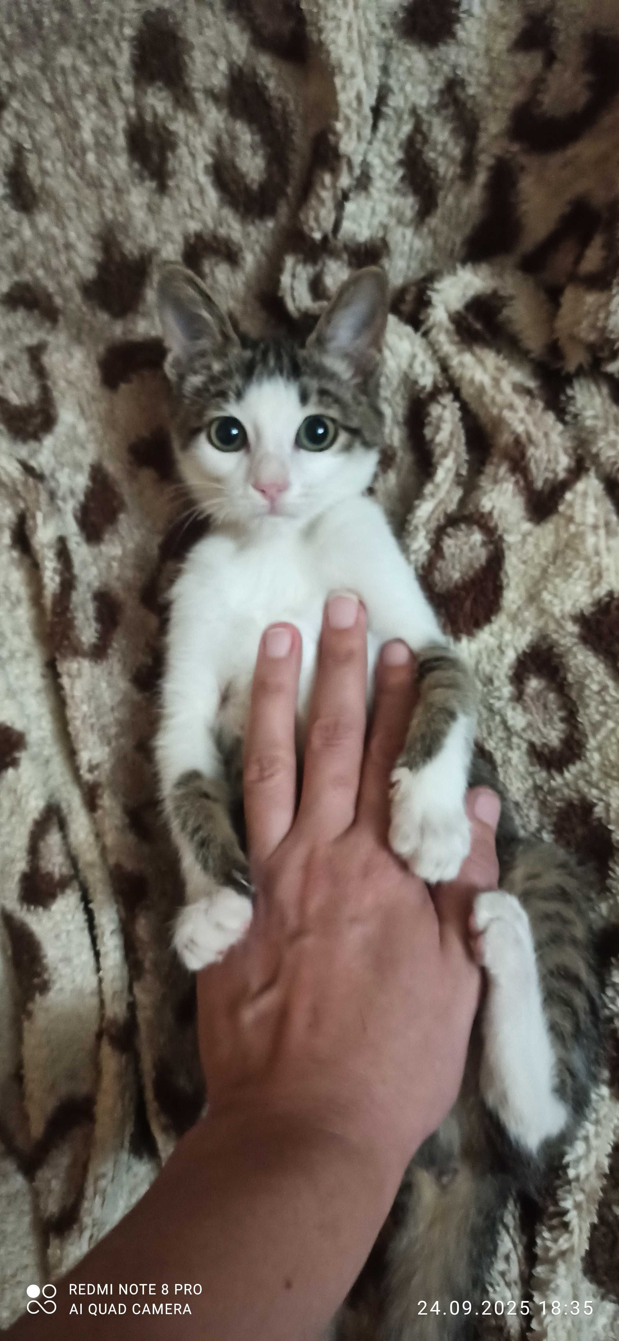 Котенок 3 месяца ищет дом и заботливые руки.