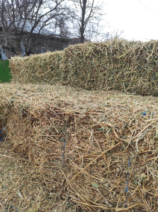 Vând baloți de lucernă