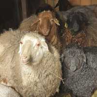 Продам овцу -первую на фото