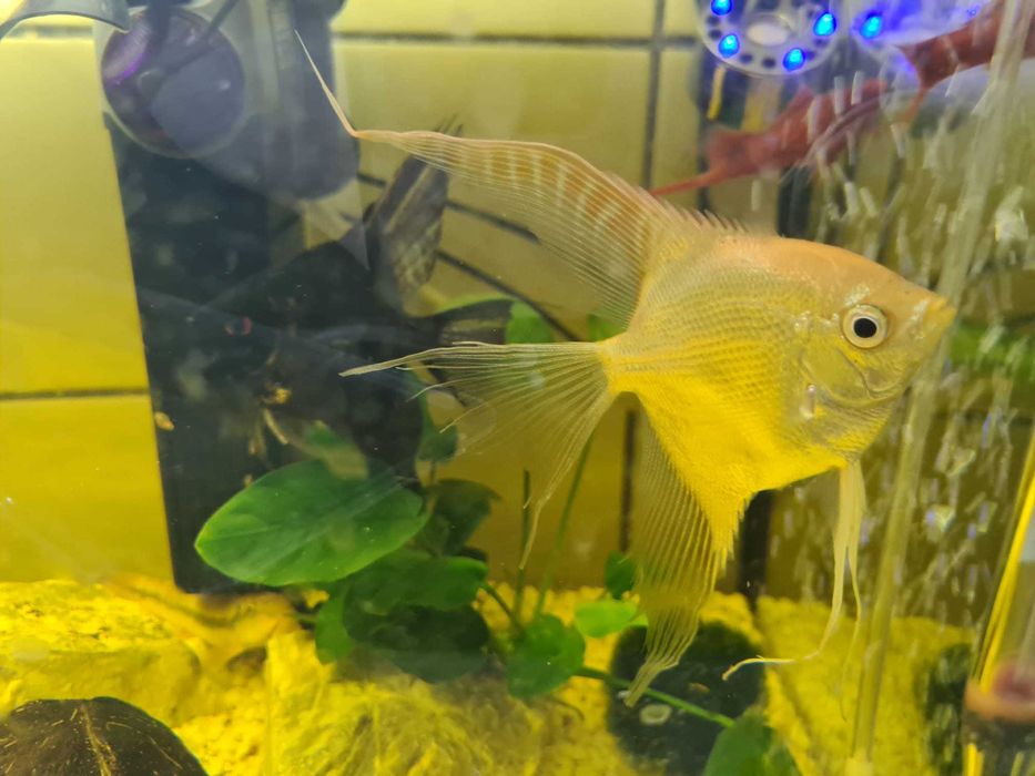 Pesti de acvariu Black Molly si puiet si un Scalar pasnic