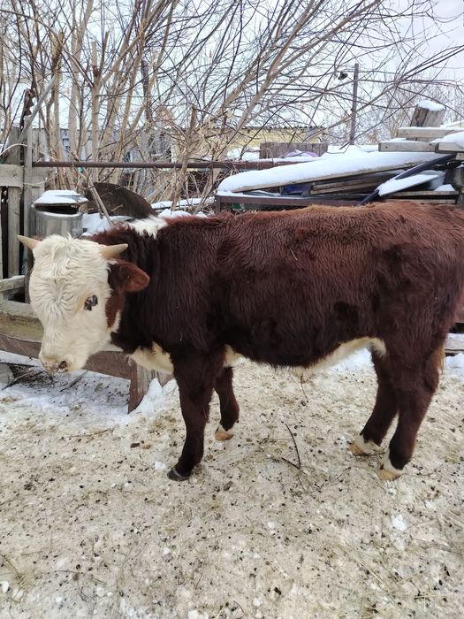 Продается бык ,бука