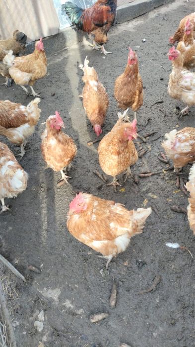 Несушки продам кур