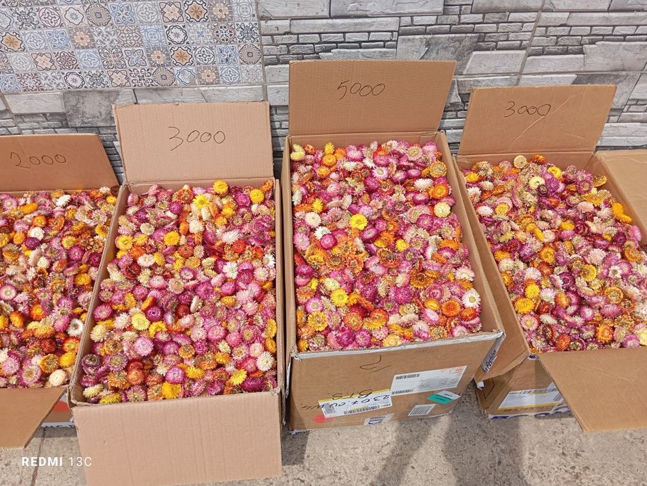 Flori de pai , imortele,helicrisum 2025