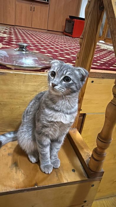 Skotish fold zotdor mushuk