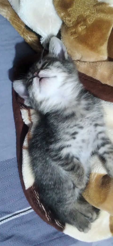 Котёнок бесплатно