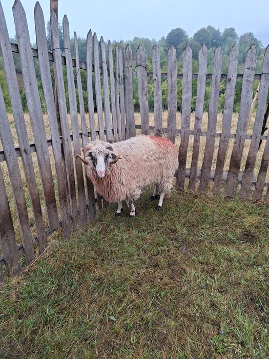 Vand 4 oi țurcane și un berbec