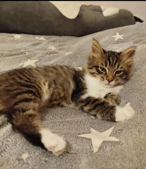 Потерялась кошка в районе Аксай 3