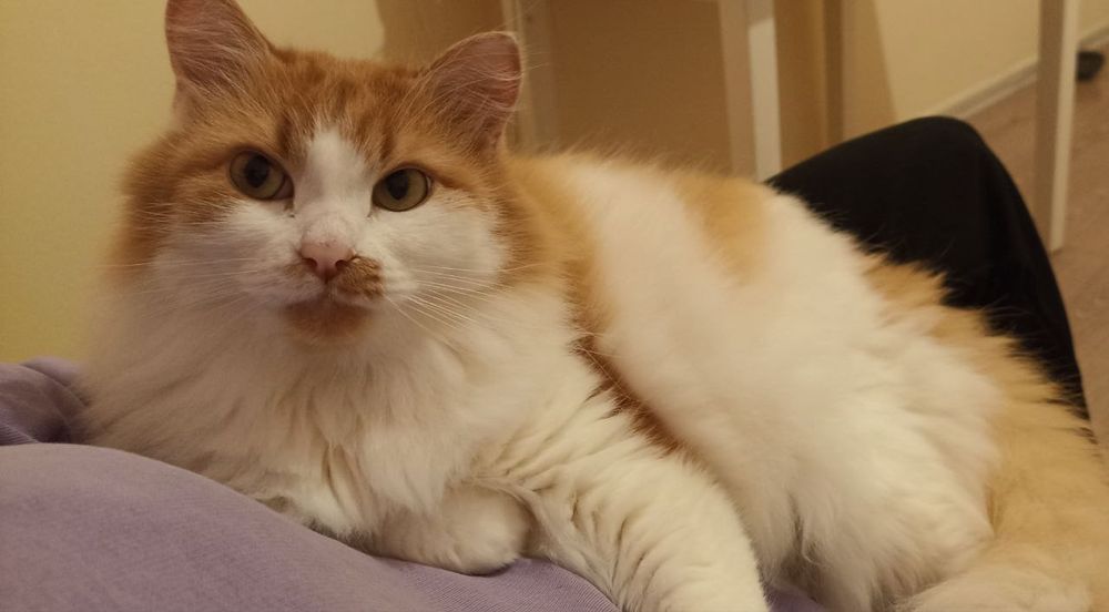 Отдам в добрые руки кота