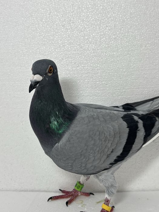 Disponibil femela maraton extrem