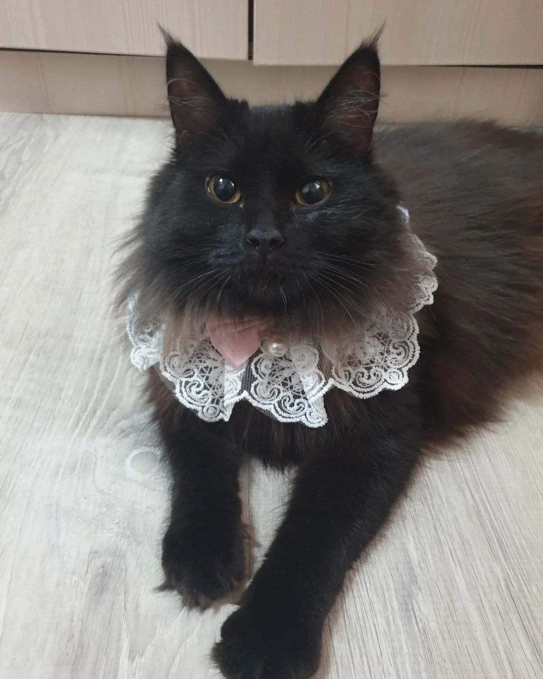 Котенок (8 мес.) ищет семью!!!
