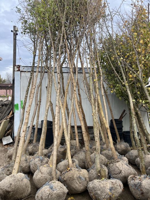 Copacii ornamentali orice specie de orice inaltime oriunde in tara