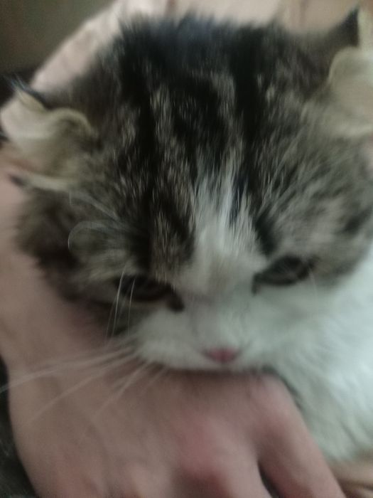 Кошка продается 11м