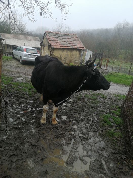Vacă de vânzare pentru abator