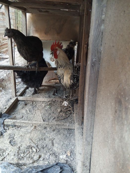 Хуроз ва товуклар