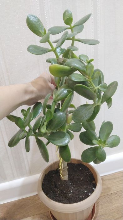 Домашний растения