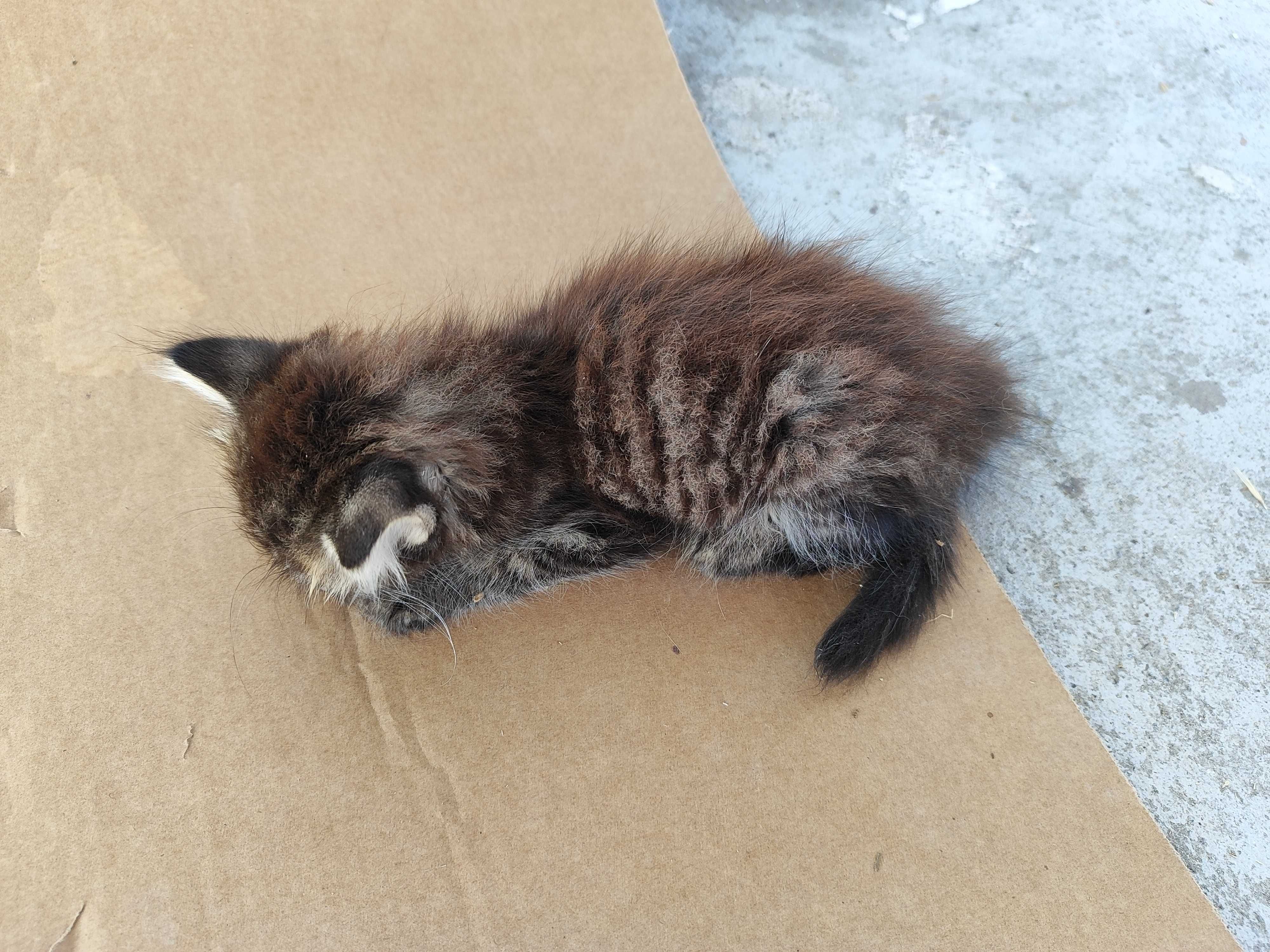 Котенца търсят своя Човек