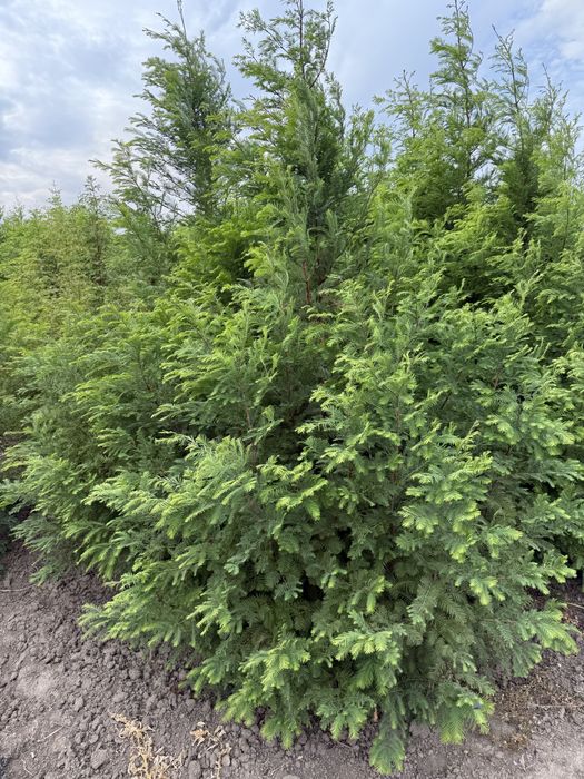 Metasequoia glyptostroboides - sequoia de apa