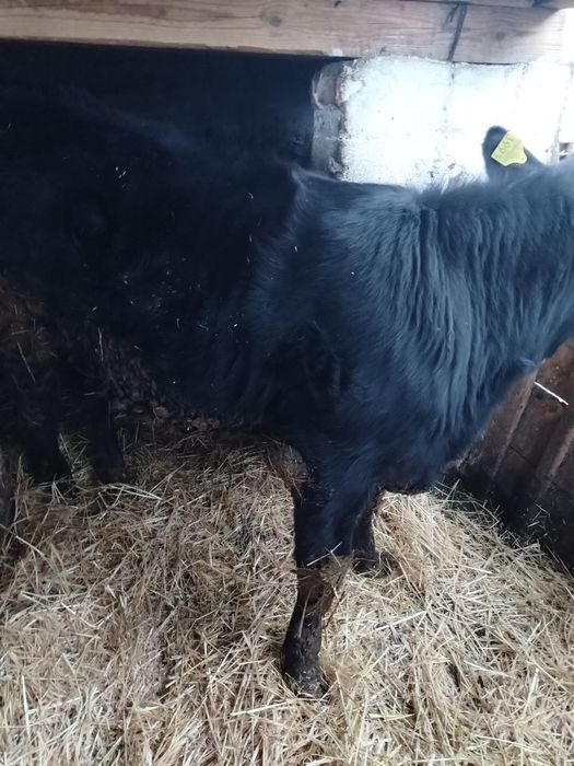 Vand un vitel si o vitea