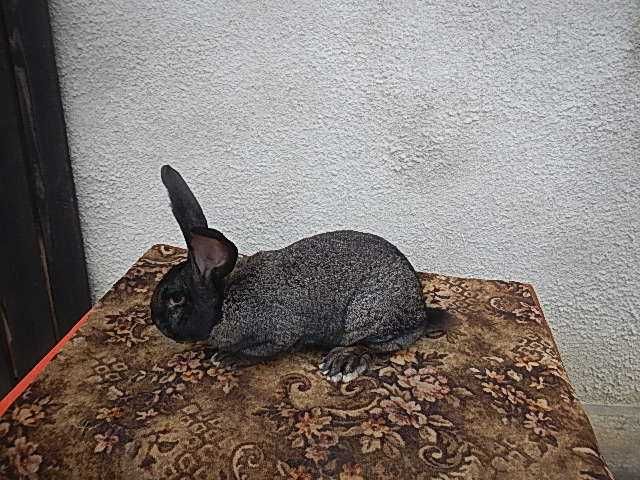 Urias german gri si gri fier -Masculi si femele