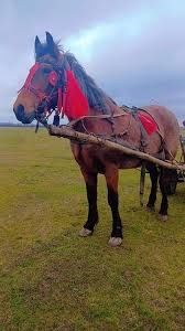 Vând iapă căruță românească
