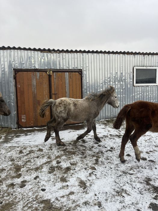 Шубар еркек жабагы