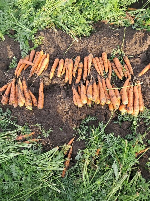 Vand morcov comuna Vanatori