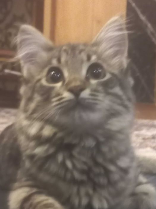 Отдается кошечка в добрые руки