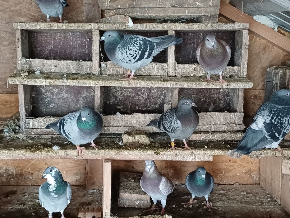 Vand porumbei voiajori