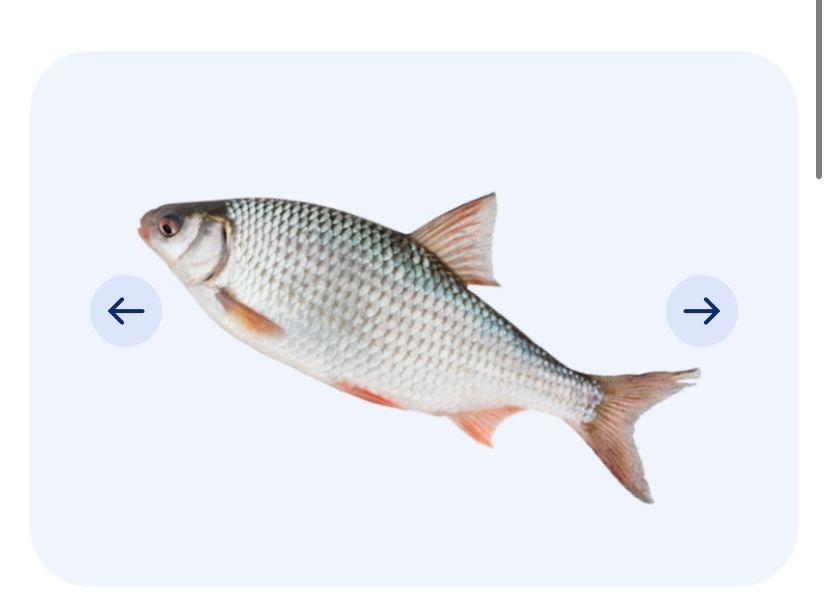 Живец плотва Прихан !!!Шахтерский судак-щука