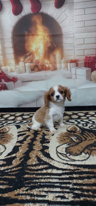 Кавалер кинг чарлз шпаньол.