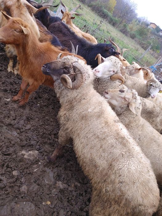 Țapi maturi de vanzare