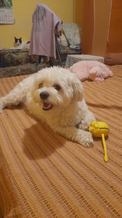 Pet sitter/cazare  sector 6 Bucuresti