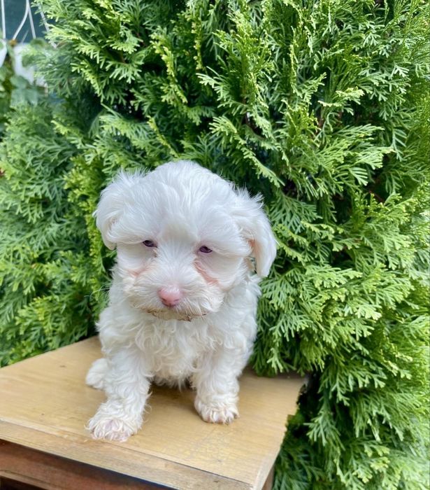 Catelusa Bichon Maltese