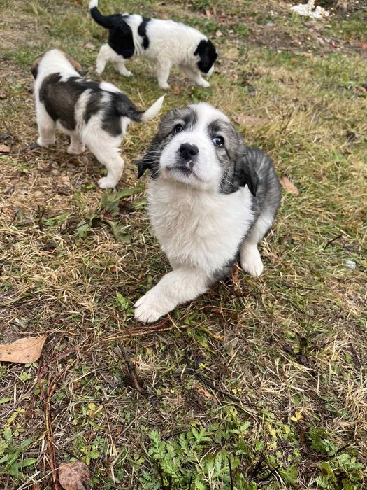 Подарявам кученца с майка от породата Рафейро де алентехо