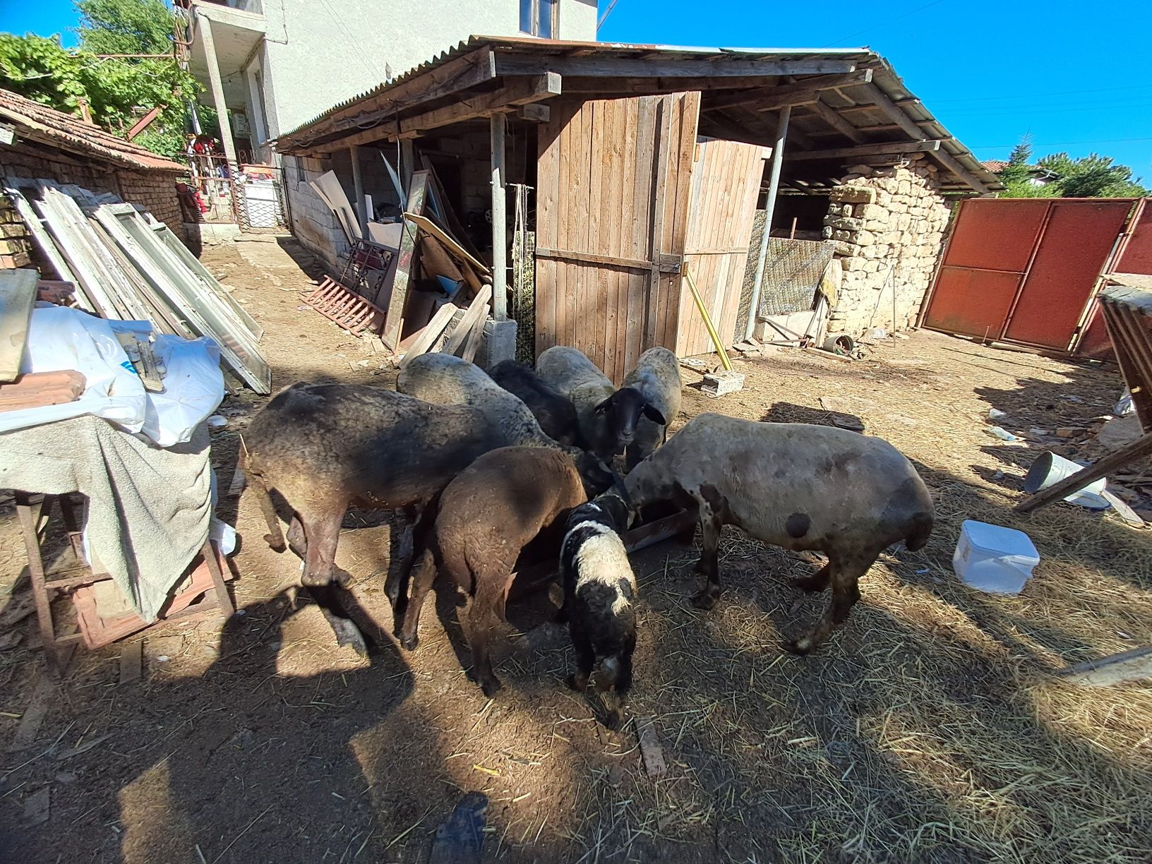 Продавам 6 бр. Черноглави Овце и 1 бр.Коч
