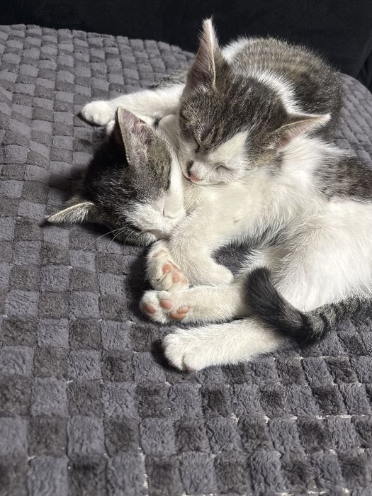 Pisici spre adoptie
