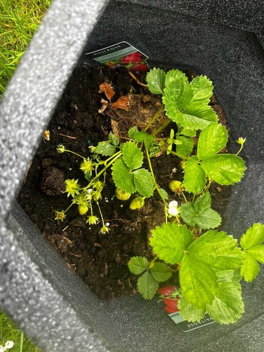 Приемам поръчка за разсад ягоди