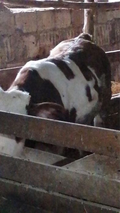 Vitel de vanzare 4800 lei / 250 kg