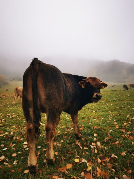 Продавам крави и телета