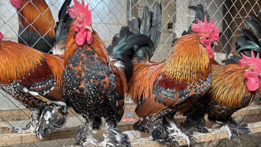 Mii de flori auriu portelan pe rosu