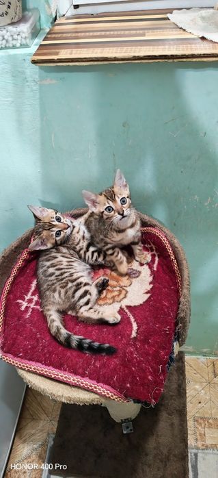 Бенгальские котята