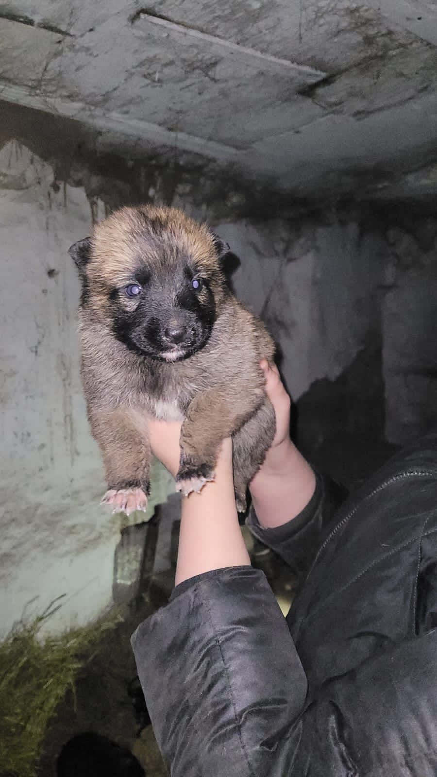 Классные щенки ищут дом и доброго хозяина
