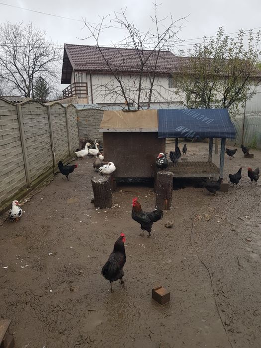 Rațe mute și cocoși de țară