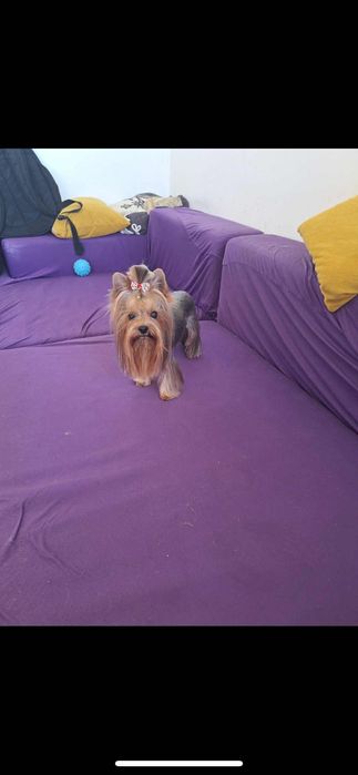 Бебе Йоркширски териер