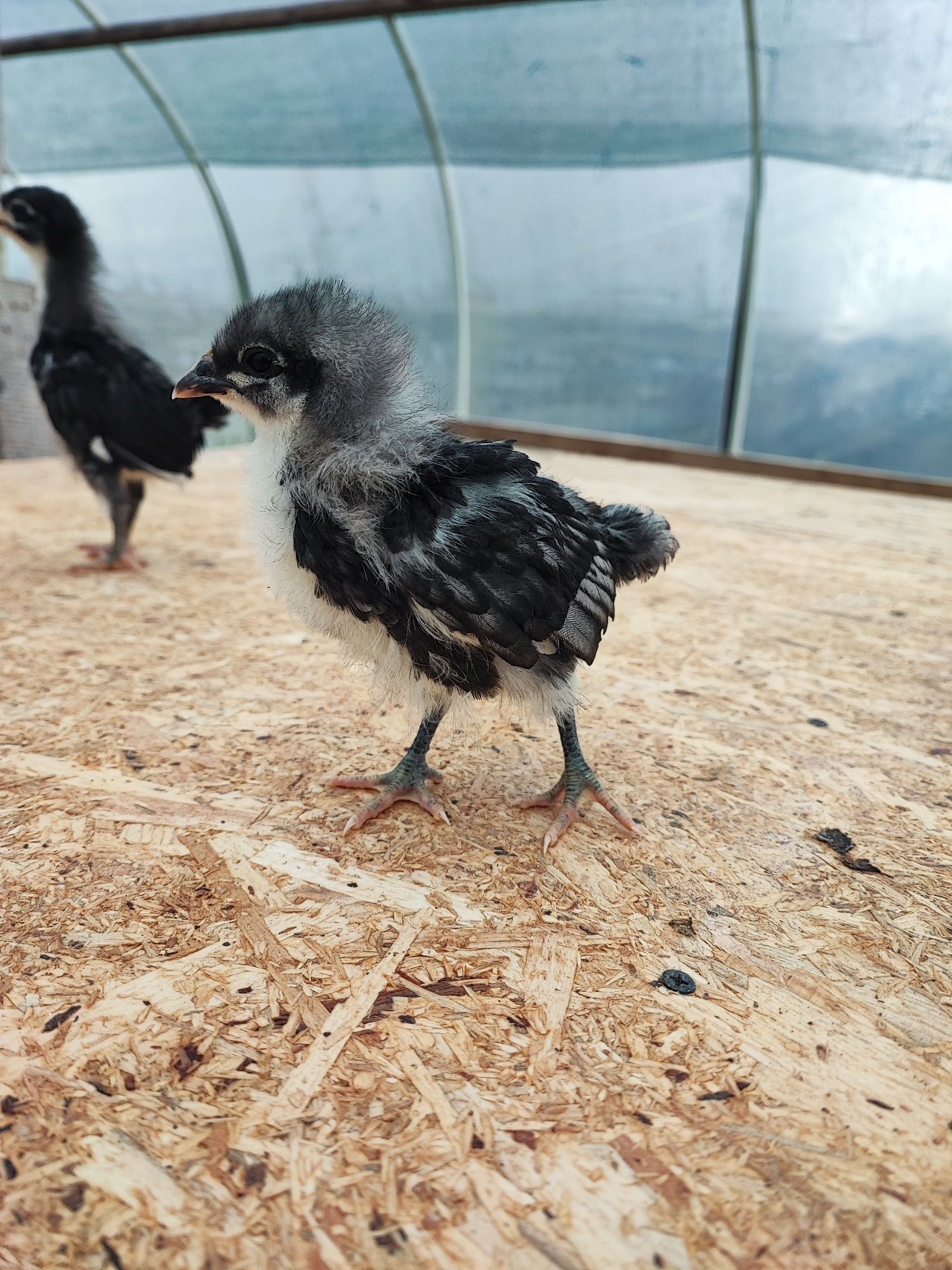 Ouă incubat australorp pui australorp